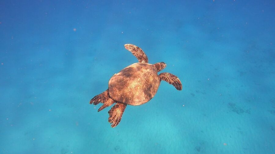 Oahu: Beginner SCUBA Dive at Electric Beach - The physical demands deserve honest attention