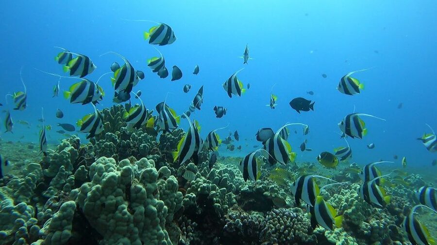 Oahu: Beginner SCUBA Dive at Electric Beach - Who will enjoy this beginner scuba experience