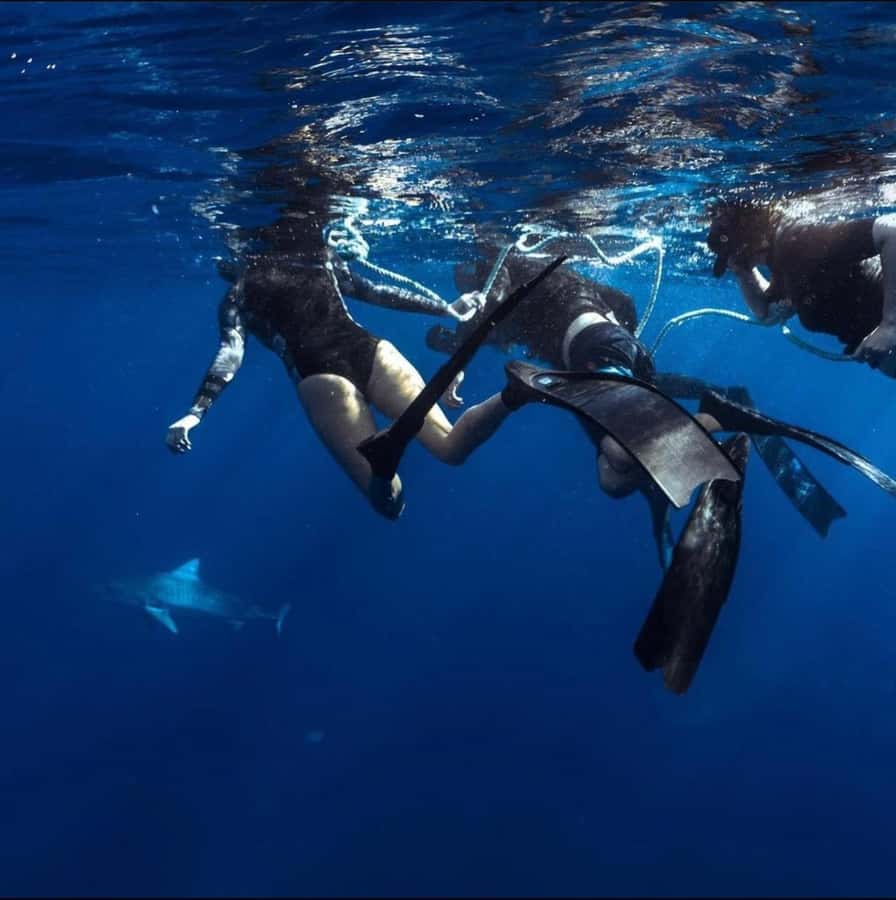 Oahu: Cageless Shark Dive Adventure - Key points to know before you book