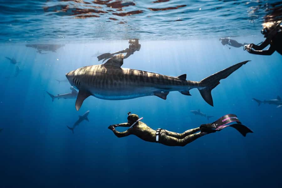Oahu: Cageless Shark Dive Adventure - Meeting the sharks off Oahu’s North Shore