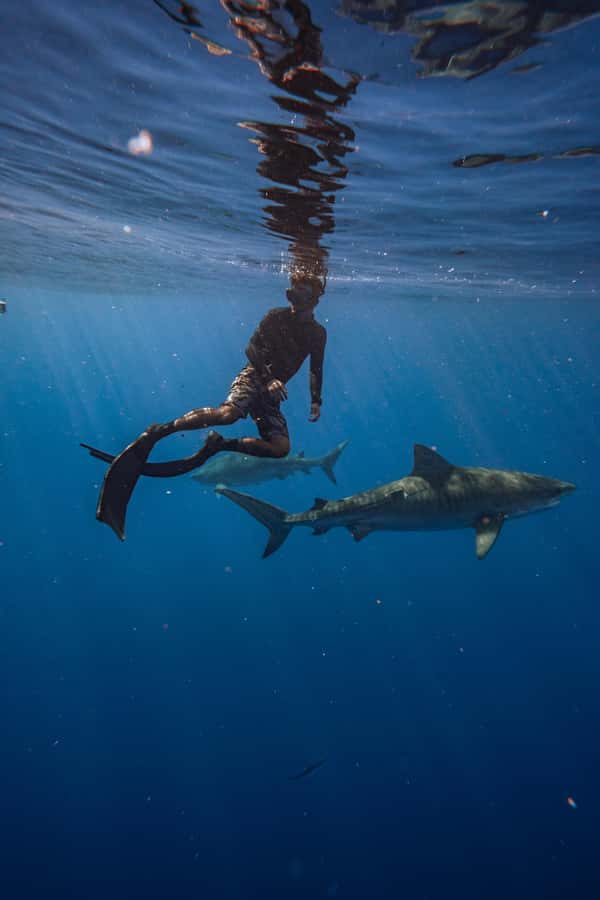 Oahu: Cageless Shark Dive Adventure - Boat ride back and the practical end of the trip