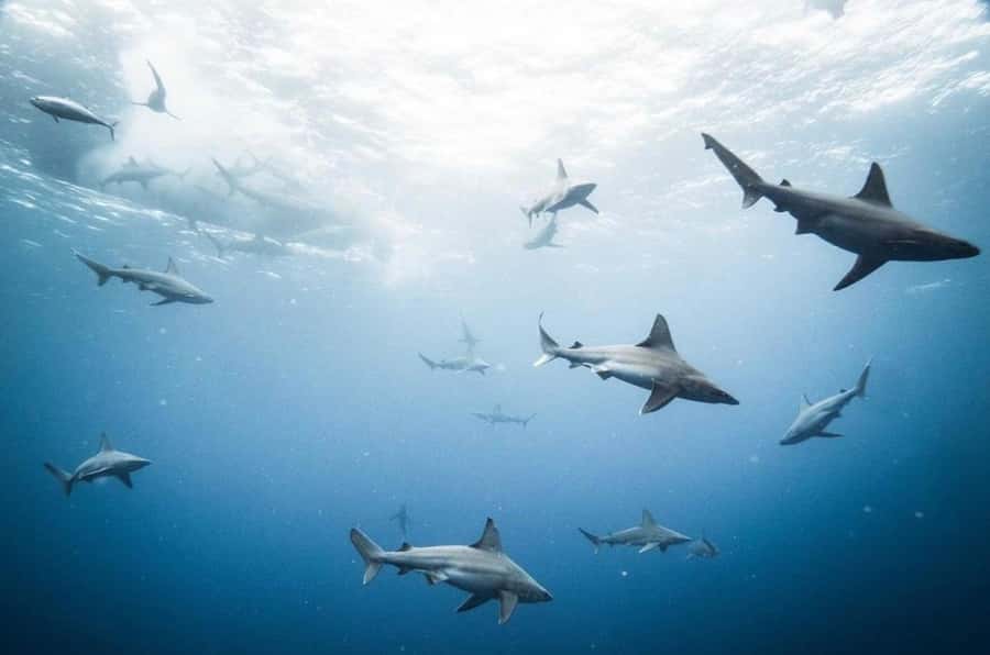Oahu: Cageless Shark Dive Adventure - Should you book the cageless shark swim?