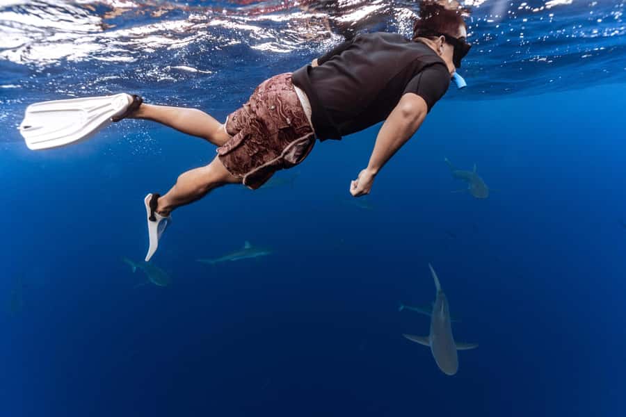 Oahu: Cageless Shark Dive Adventure - A 15-minute ride from Haleiwa to the blue water