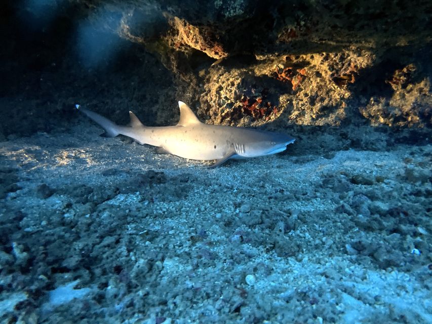 Oahu Night Dive: Adventure for Certified Divers - Key points at a glance