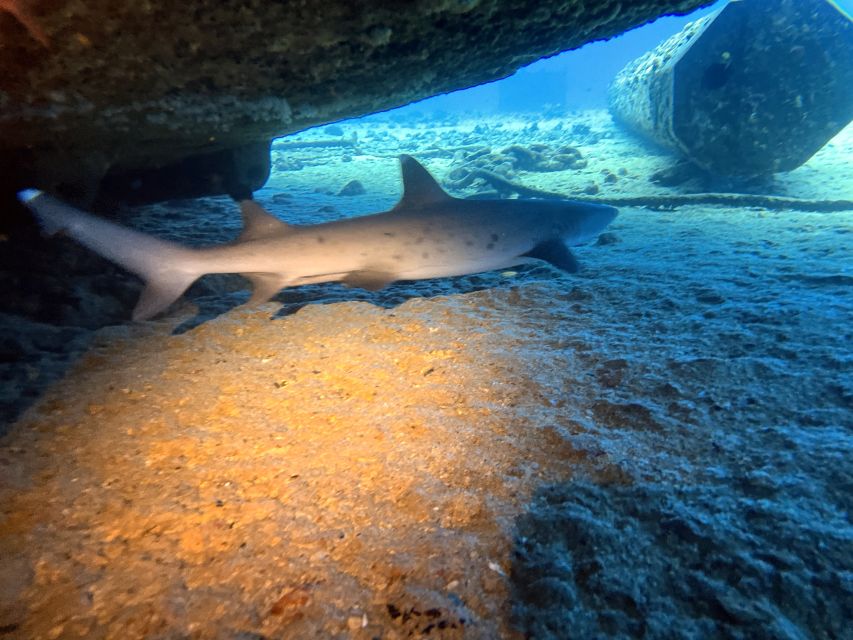 Oahu Night Dive: Adventure for Certified Divers - Timing, cancellation, and small practical details