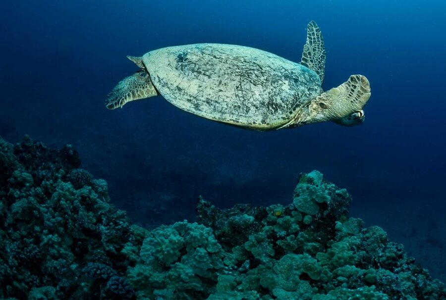 Oahu Night Dive: Adventure for Certified Divers - The sunset surface interval