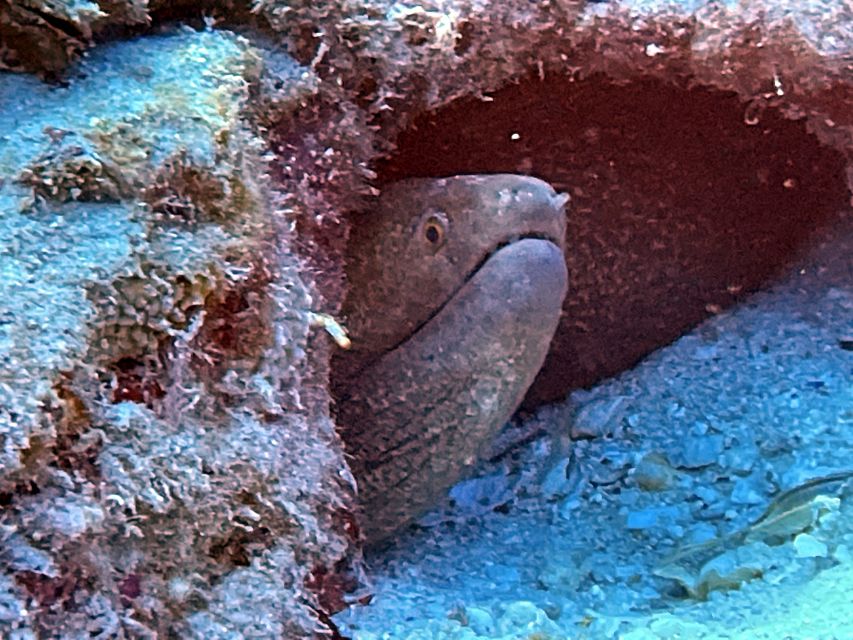 Oahu Night Dive: Adventure for Certified Divers - What the $248 price covers