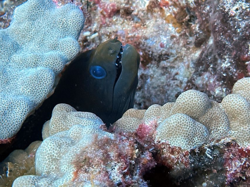 Oahu Night Dive: Adventure for Certified Divers - Who should book this outing