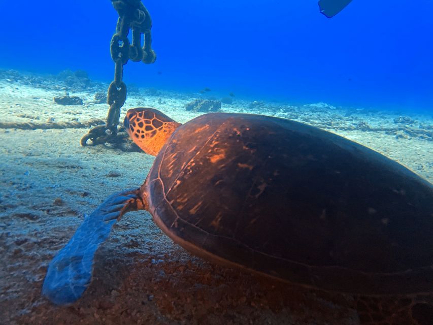 Oahu Night Dive: Adventure for Certified Divers - Meeting the boat at Kewalo Basin