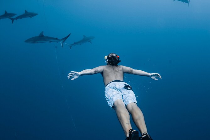 Oahu Open Water Shark Diving Experience - Key points before you book