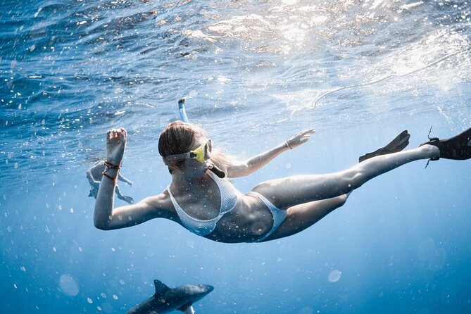 Oahu Open Water Shark Diving Experience - What the Haleiwa shark trip is really like