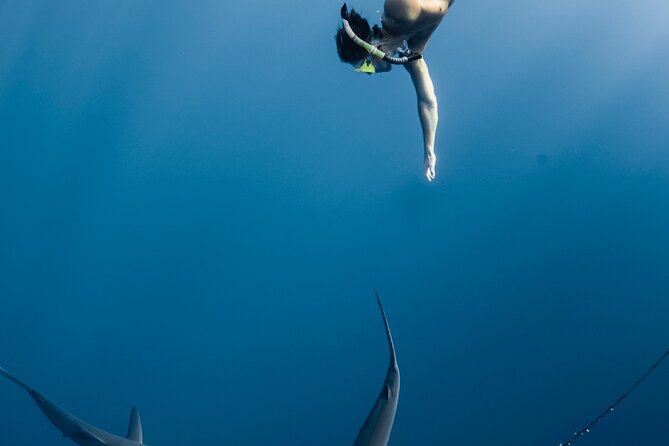 Oahu Open Water Shark Diving Experience - Meeting the sharks without a cage