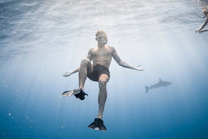 Oahu Open Water Shark Diving Experience - Why the six-person limit matters