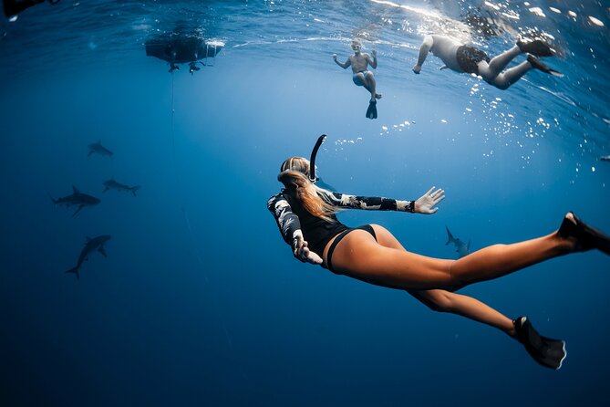 Oahu Open Water Shark Diving Experience - Safety instruction and the crew’s role