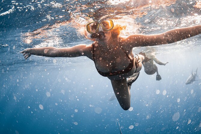 Oahu Open Water Shark Diving Experience - What to bring, and what the boat experience means