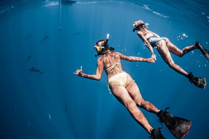 Oahu Open Water Shark Diving Experience - Is $150 a fair price?