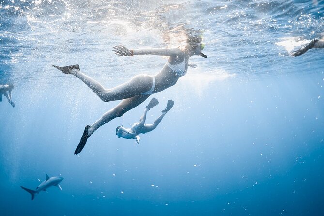 Oahu Open Water Shark Diving Experience - Haleiwa: a practical North Shore starting point