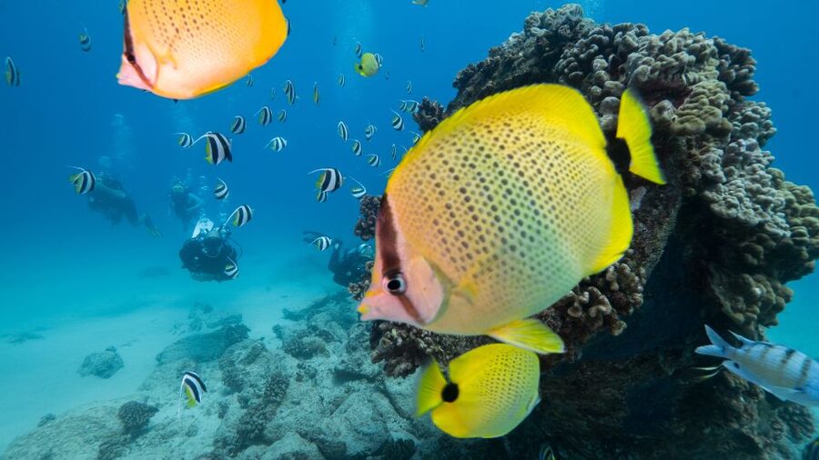 Oahu: Shallow Reef Scuba Dive for Certified Divers - Key points to know before booking