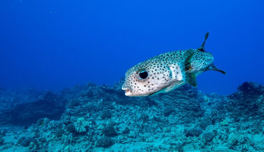 Oahu: Shallow Reef Scuba Dive for Certified Divers - The 25-minute safety briefing
