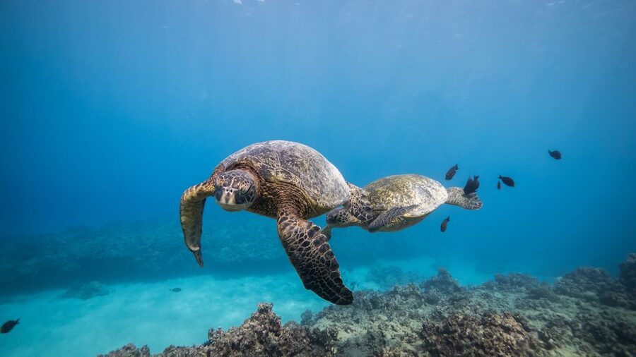 Oahu: Shallow Reef Scuba Dive for Certified Divers - Who will enjoy this outing most?