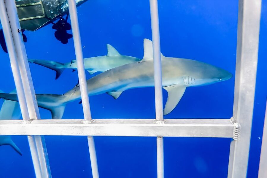 Oahu: Shark Cage Dive on the North Shore - Is the $99 price worth it?
