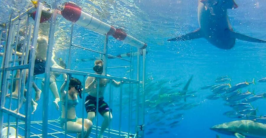 Oahu: Shark Cage Dive on the North Shore - What the North Shore shark cage swim is really like