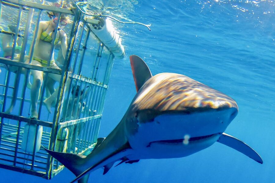 Oahu: Shark Cage Dive on the North Shore - The safety briefing and getting into the cage