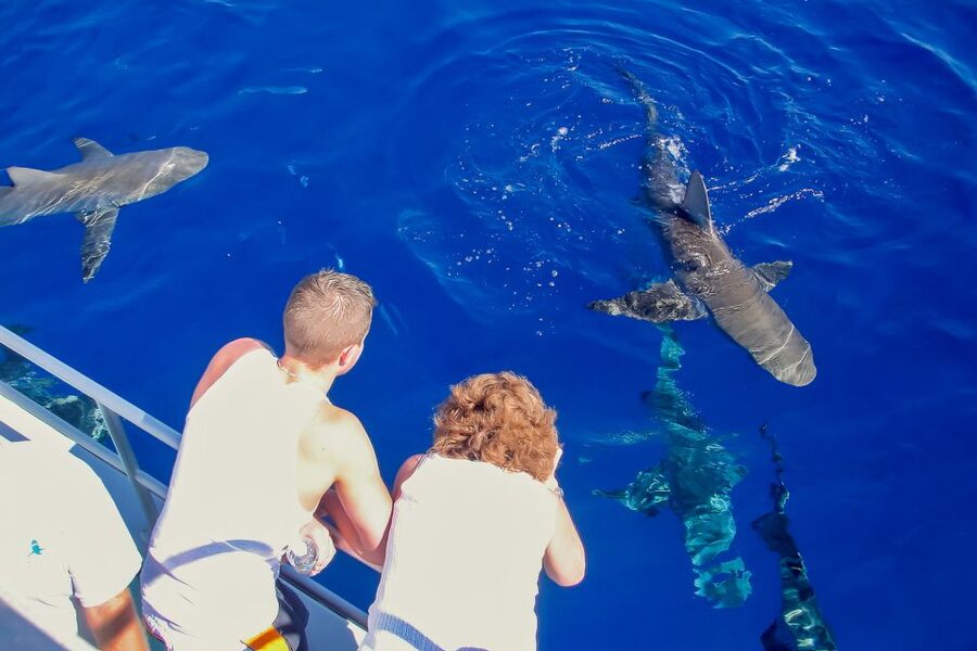 Oahu: Shark Cage Dive on the North Shore - Meeting the Galapagos sharks up close
