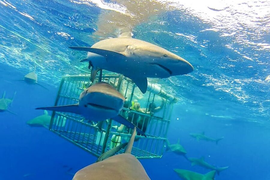 Oahu: Shark Cage Dive on the North Shore - Wildlife beyond the sharks