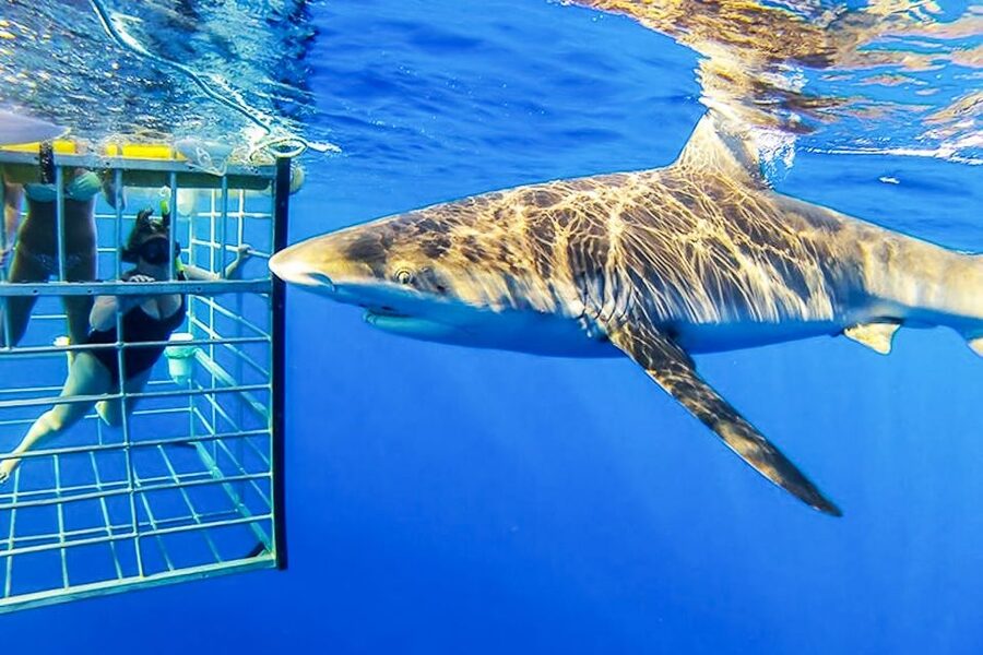 Oahu: Shark Cage Dive on the North Shore - Cameras, video, and what to bring