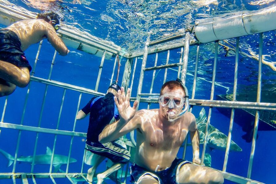 Oahu: Shark Cage Dive on the North Shore - Who will enjoy this most