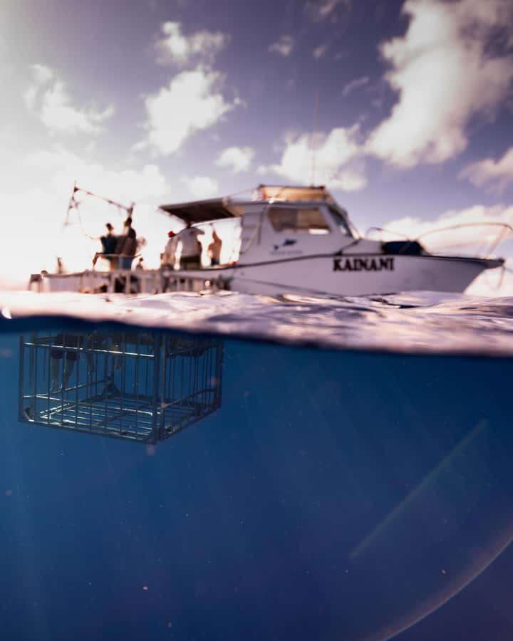 Oahu: Shark Cage Diving Experience - Key points to know before booking