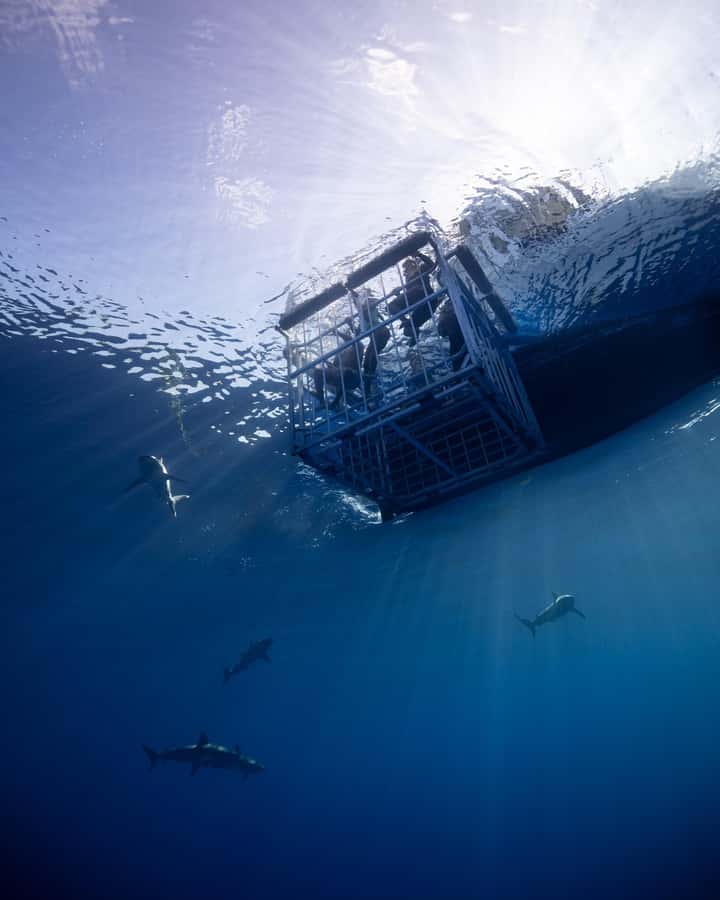 Oahu: Shark Cage Diving Experience - Three miles offshore on Oahu’s North Shore