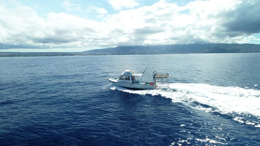 Oahu: Shark Cage Diving Experience - The shark lesson adds meaning to the encounter