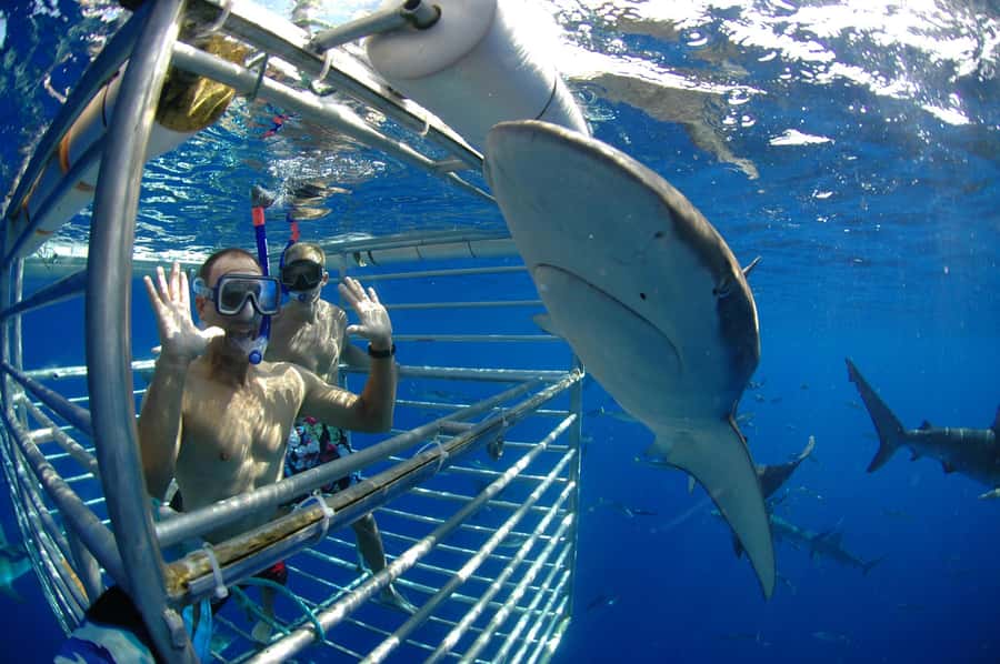 Oahu: Shark Cage Diving Experience - Who should book this experience