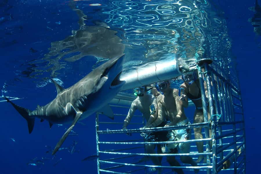 Oahu: Shark Cage Diving Experience - Practical preparation for a smoother trip