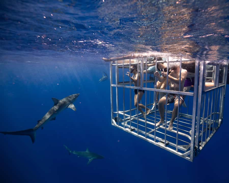 Oahu: Shark Cage Diving Experience - Is the shark cage experience worth booking?