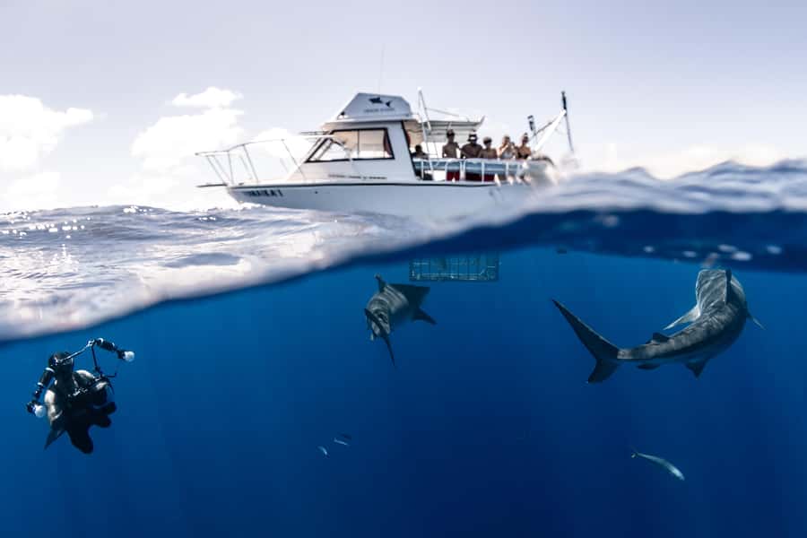 Oahu: Shark Cage Diving Experience - What happens inside the floating cage