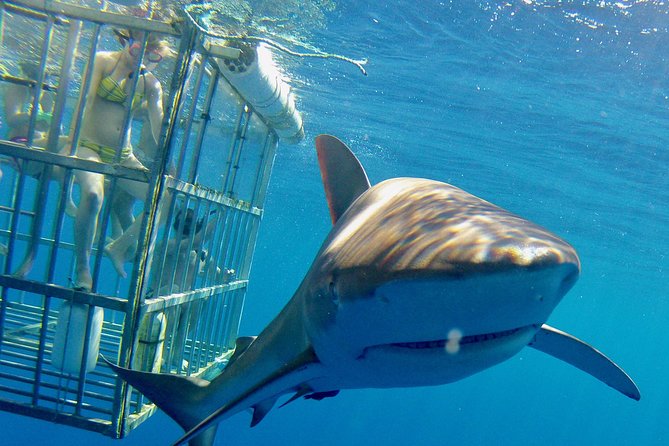 Oahu Shark Dive - The Boat Ride Is More Than Transportation