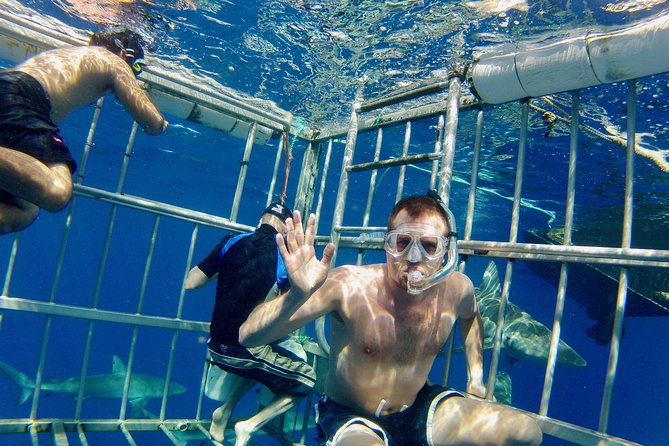 Oahu Shark Dive - Watching Galapagos and Sandbar Sharks Underwater