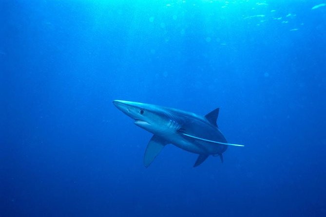Oahu Shark Dive - You Can Stay on the Boat and Still See Plenty