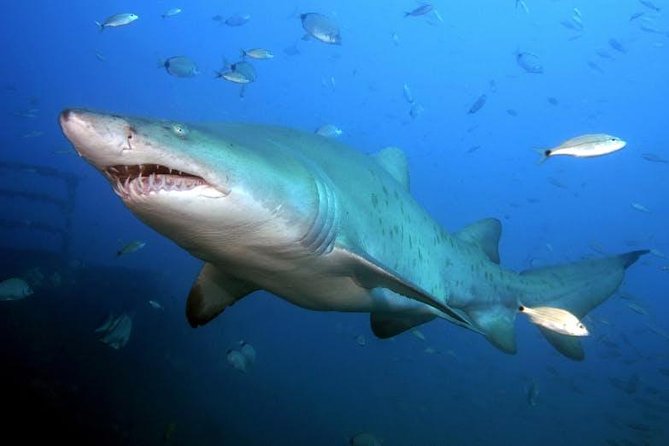 Oahu Shark Dive - Deciding on the $99.48 Price