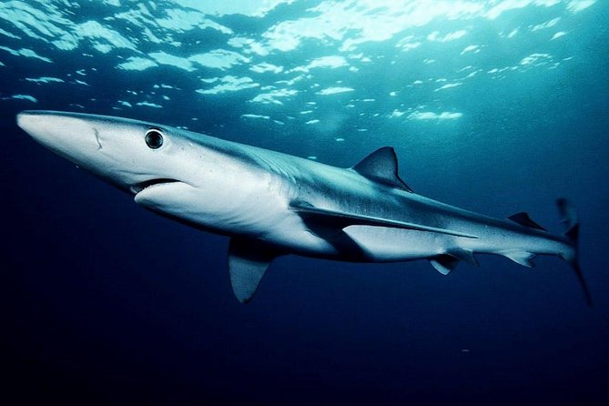 Oahu Shark Dive - What to Bring and What to Expect
