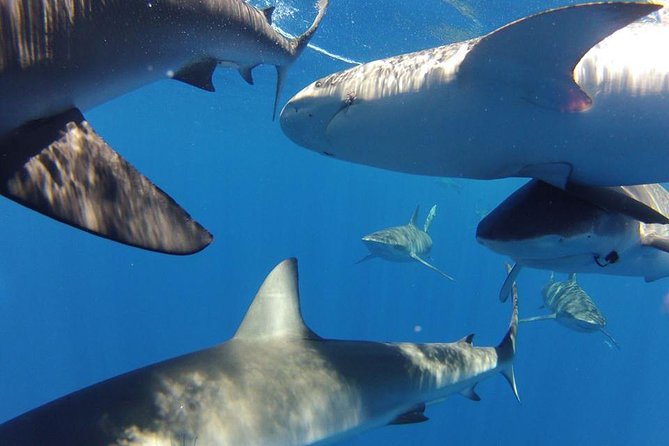 Oahu Shark Dive - Should You Book the Oahu Shark Cage Experience?