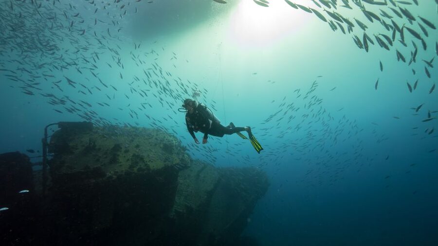 Oahu: Wreck & Reef Scuba Dive for Certified Divers - Marine life to look for
