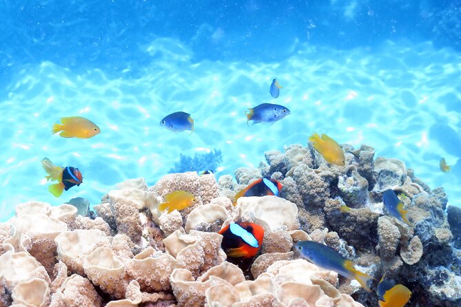 Ocean Spirit Sail to Michaelmas Cay Snorkel or Dive, from Cairns - Seeing the reef from the semi-submersible