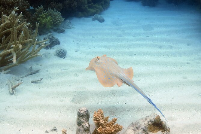 Ocean Spirit Sail to Michaelmas Cay Snorkel or Dive, from Cairns - The return trip and what sailing really means here
