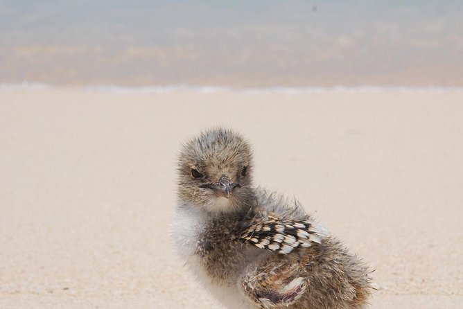 Ocean Spirit Sail to Michaelmas Cay Snorkel or Dive, from Cairns - Who will enjoy this day most?