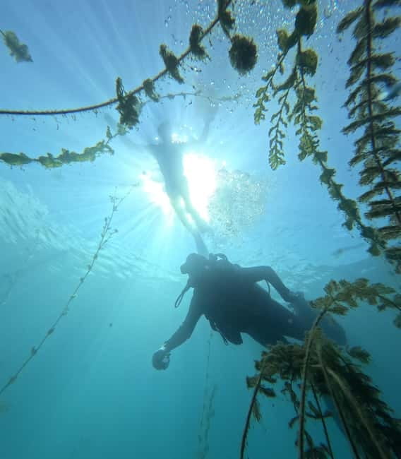 Ohrid: Scuba Diving Experience in Lake Ohrid - Photos, video, and the final part of the session