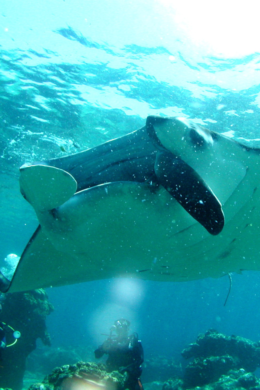 Okinawa: Naha: 1 day Kerama Islands diving‣ license required - A fast boat from Naha to the Kerama Islands